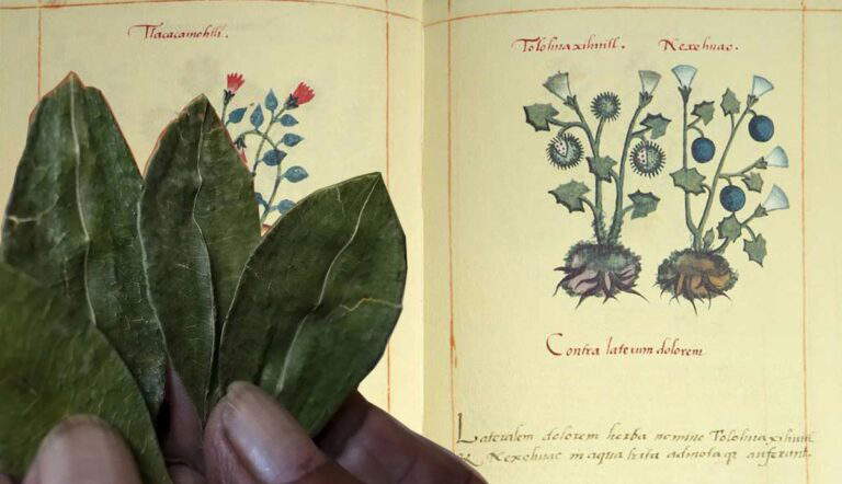 Medical Practice in the Pre-Conquest Americas: From Coca to Brain Surgery
